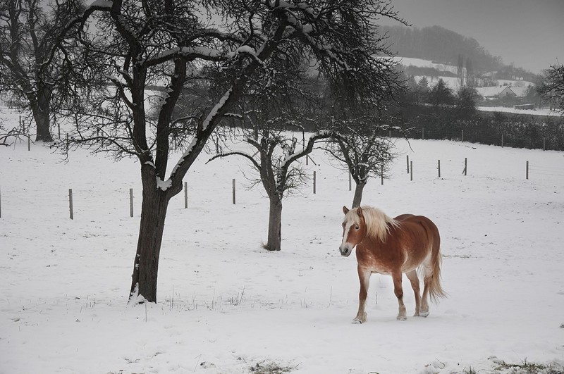 gold horse