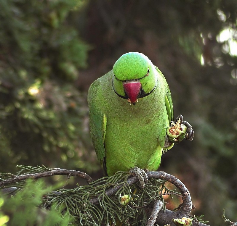 זה האחרון אין יותר