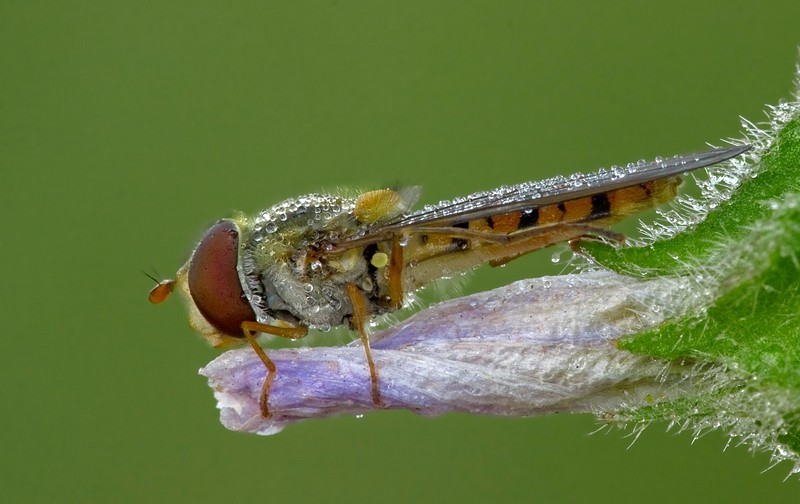 קיפאון