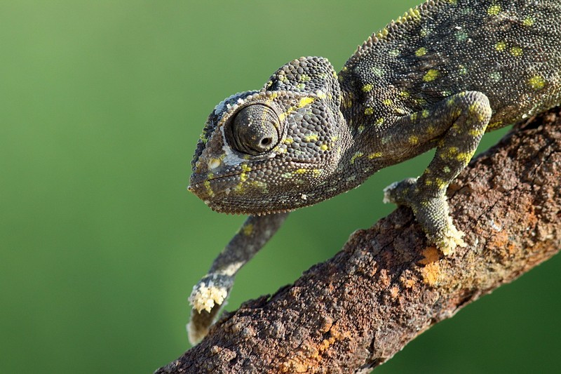 מתקדם לאט אבל בטוח 