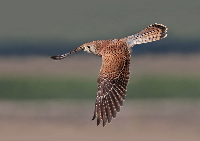 שכבות  שכבות
