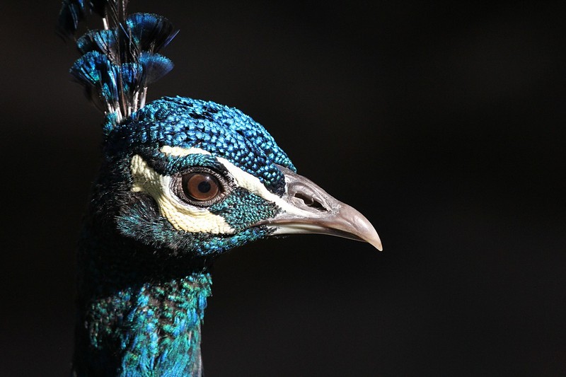 צילום: אביטל חייט