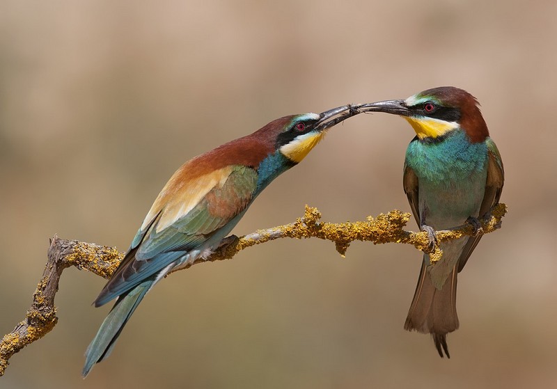 חיזור  צבעוני