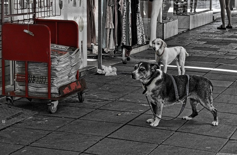 עיתון זה לפאריירים