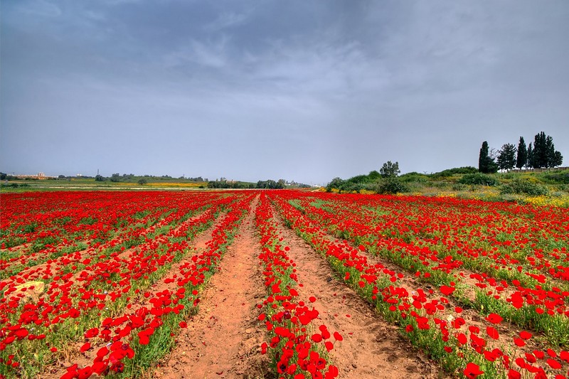 שדות אדומים