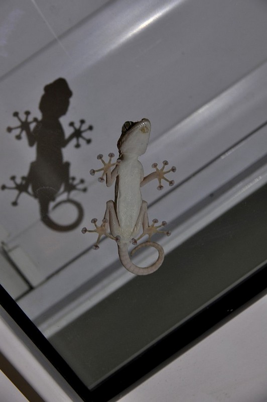 צילום: יניב  מועלם