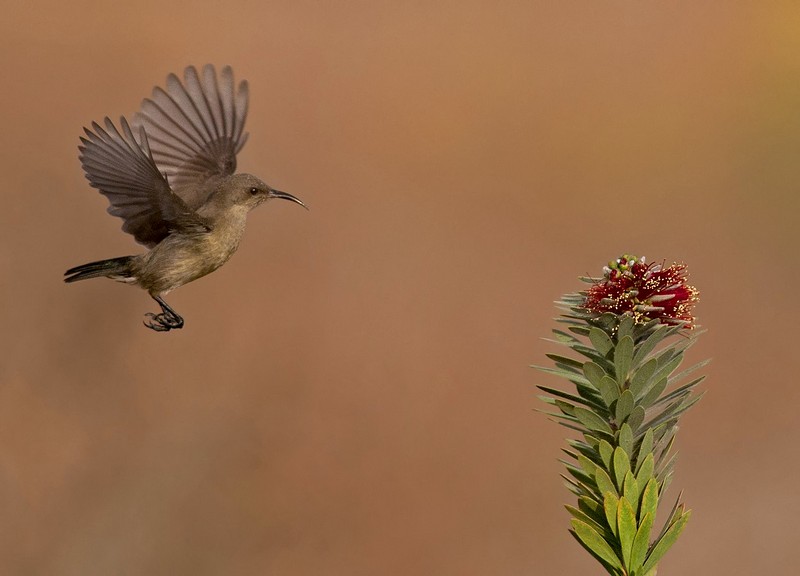 צופית בוהקת - נקבה