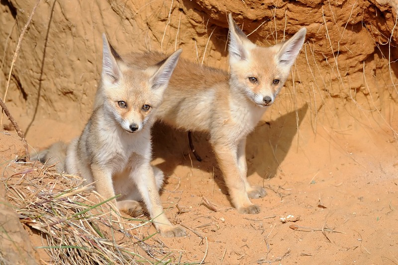 קטנים וחמודים