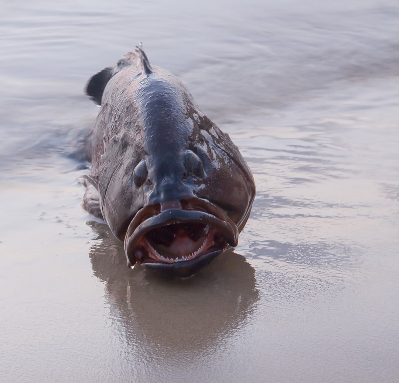 אמאלה לוקוס......