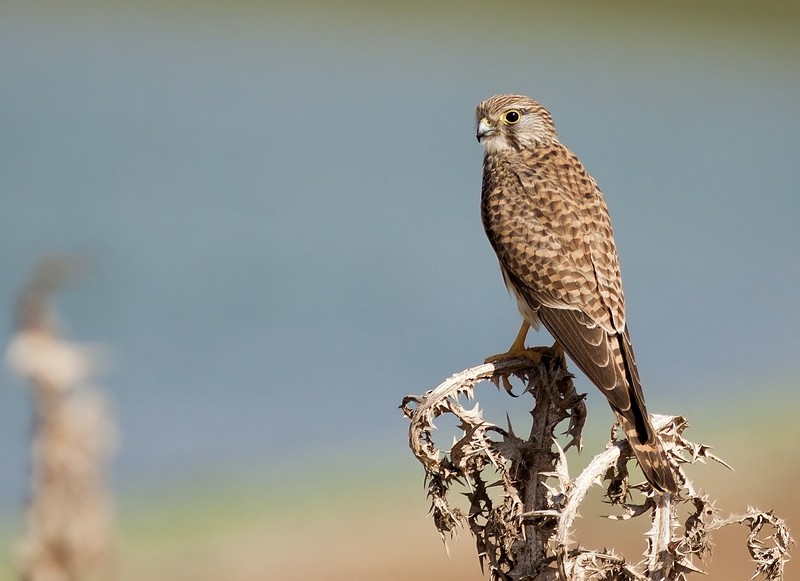 מנוחת צהריים