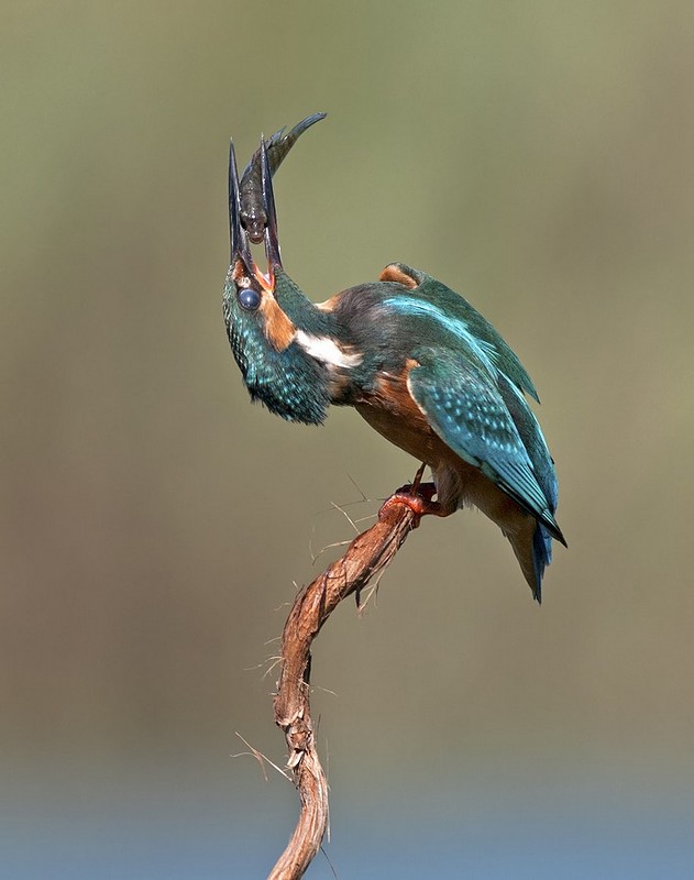 נשיקה  צרפתית