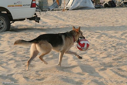 צילום: צחי עמיעד