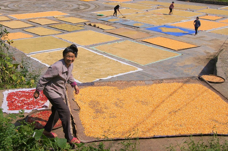 ייבוש האורז
