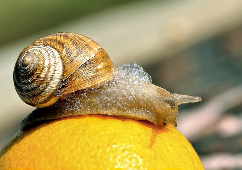ספונג'ה !? היום ?