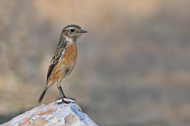 המסדר יעבור לדום