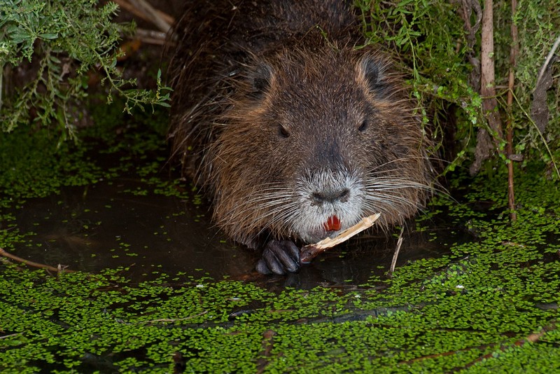 מתוק לו מתוק לו