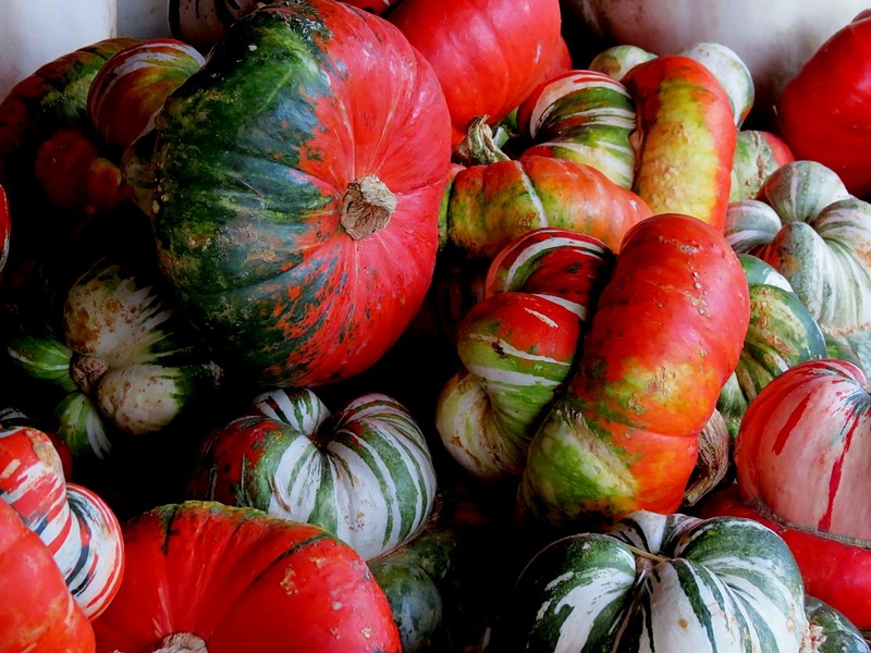 דלועים צבעוניים