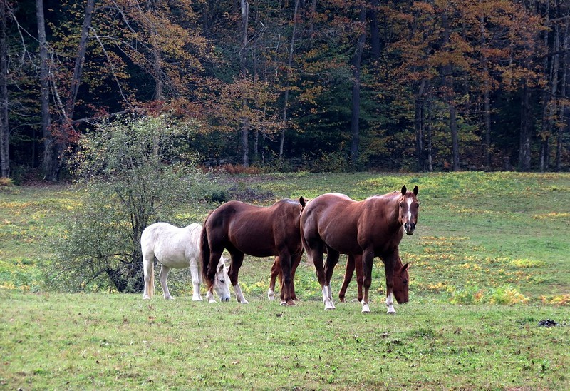 סוסים באחו