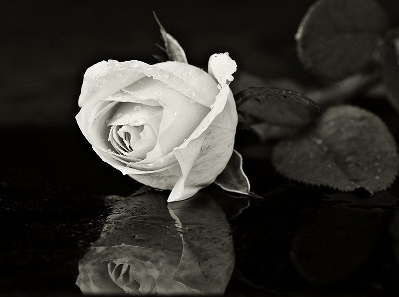 פרח הבאתי ל....