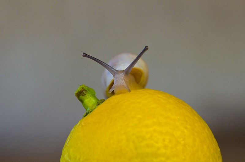 הפירות של הלמון טרי 