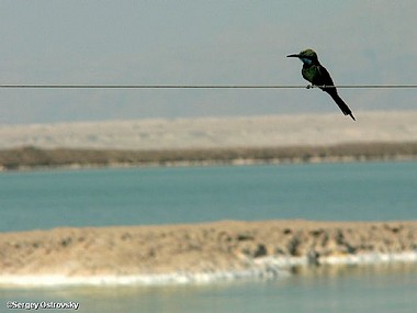 ציפור על חוט תייל