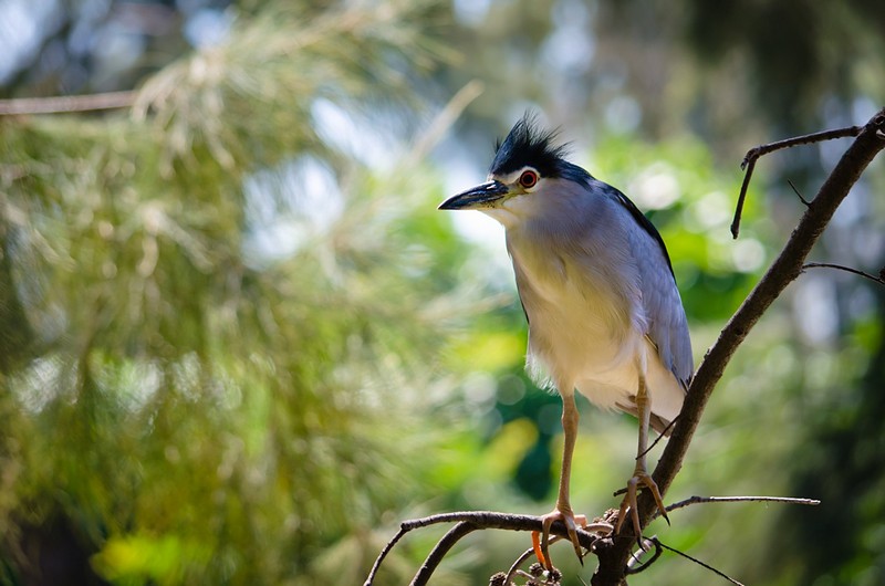צילום: סרגיי דרושיץ