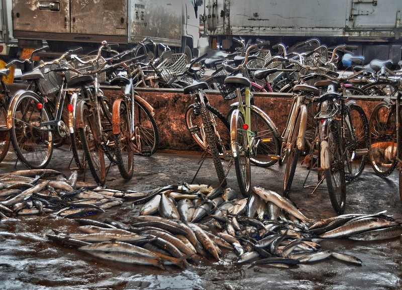 אופניים לכל ד(יי)ג