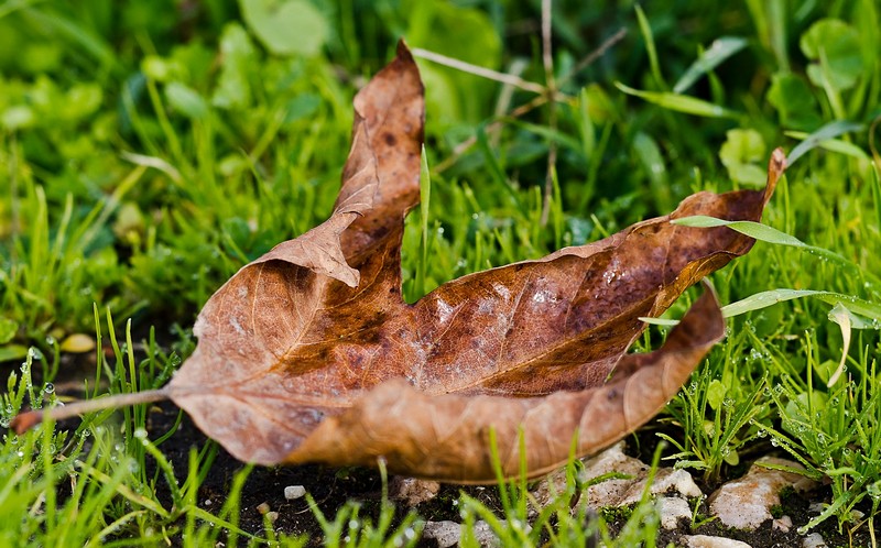 אני אצבע את השלכת
