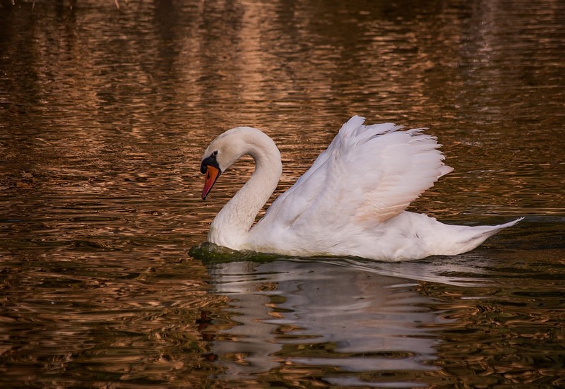 שט בתוך זהב