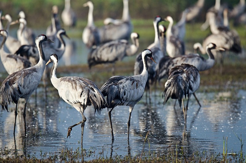"העגורים עוזבים,עפים"
