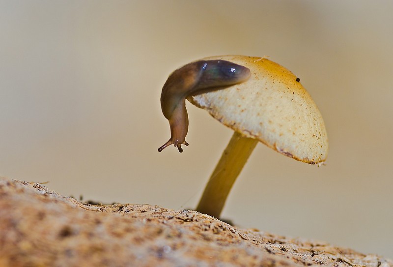 שמפיניון