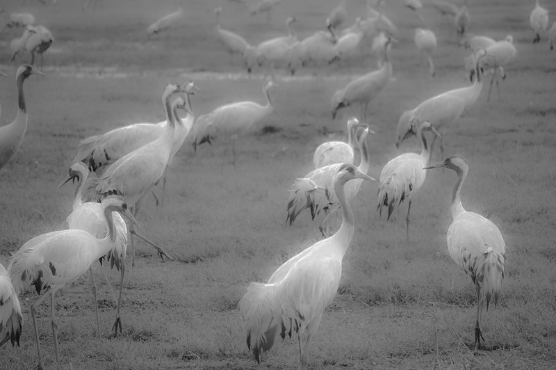 עגורים - קצת אחרת