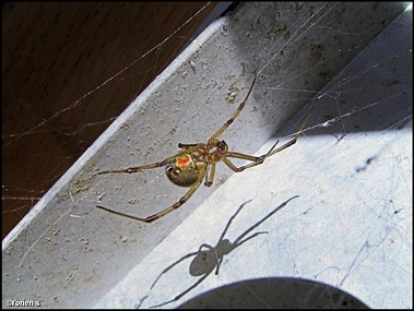 הצל שלי ואני