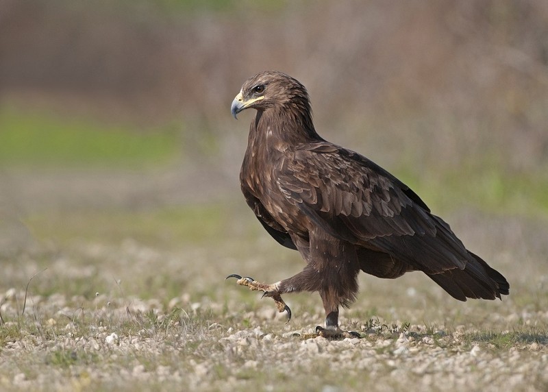 עיט צפרדעים