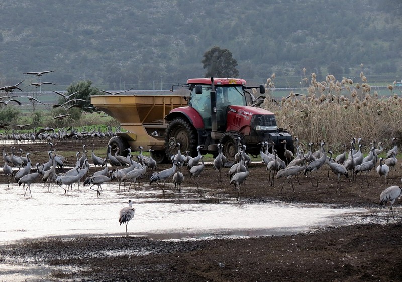 האכלה אחרונה