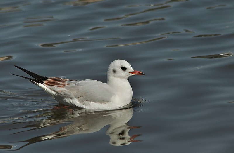 מקור ומקור + מקור