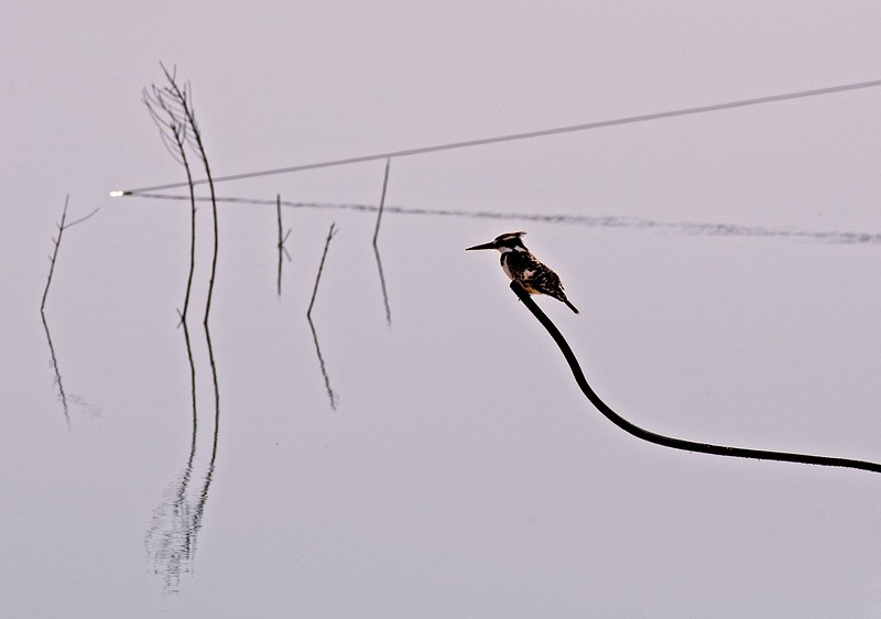 שולט בתצפית