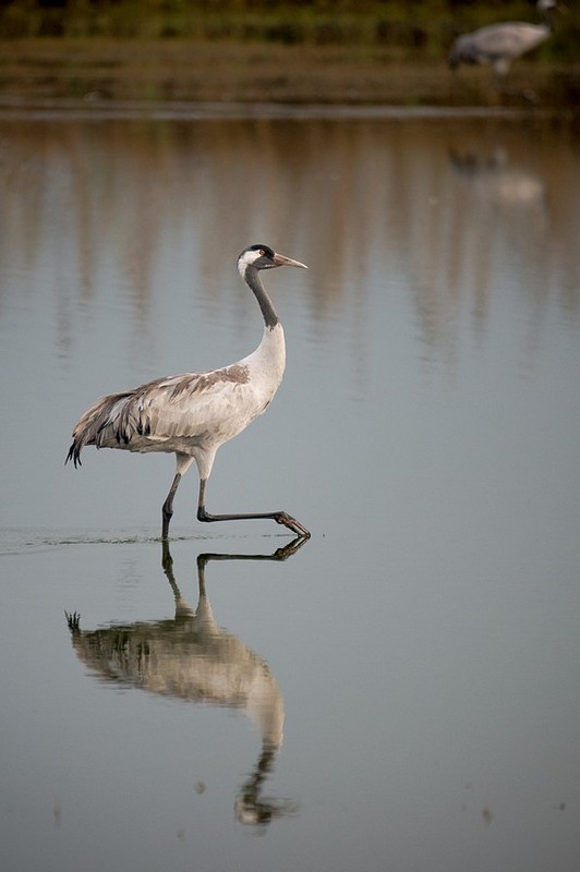 עגור בודד - או שניים..