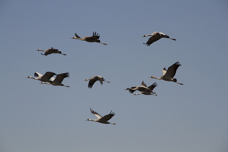 מחול העגורים