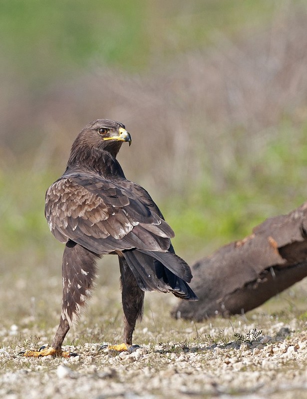 עיט צפרדעים
