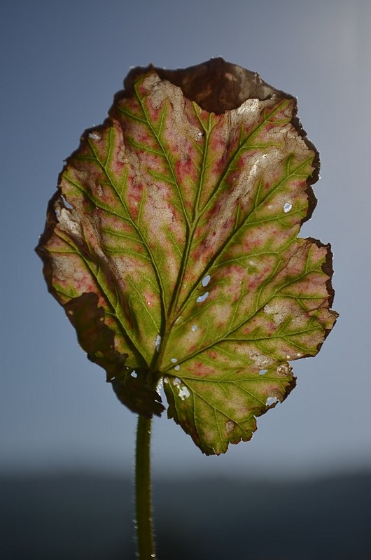 ורידים של שלווה