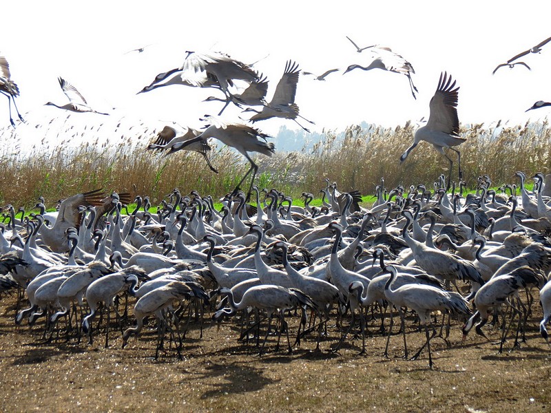 צילום: גילה אולייר