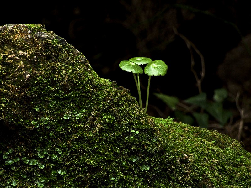 כמו ******** אחרי הגשם