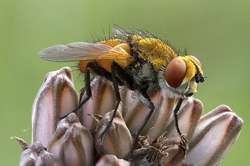 כמה קטן.......ככה גדול