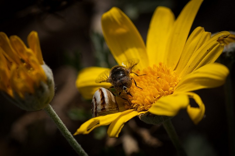 יחד על פרח אחד