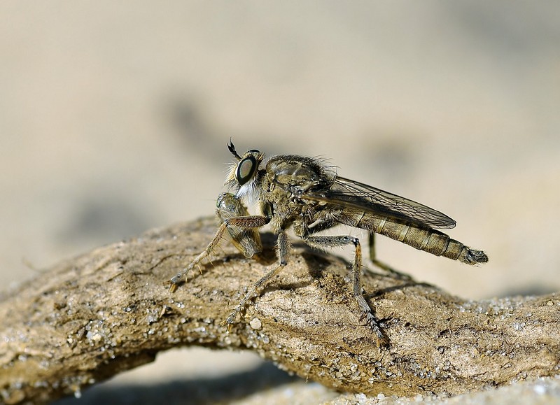 בהפסקת צהריים
