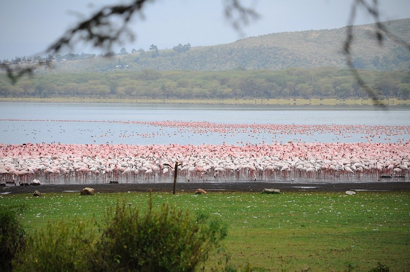 פלמינגואים