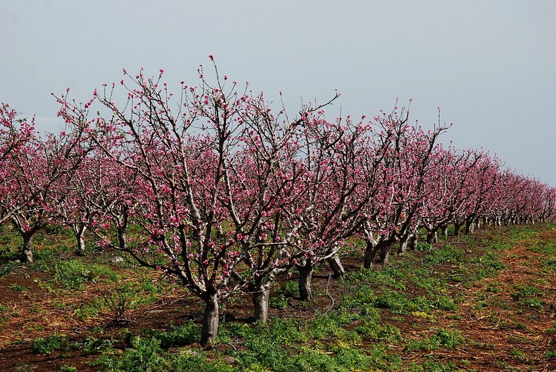 עומדים בשורה