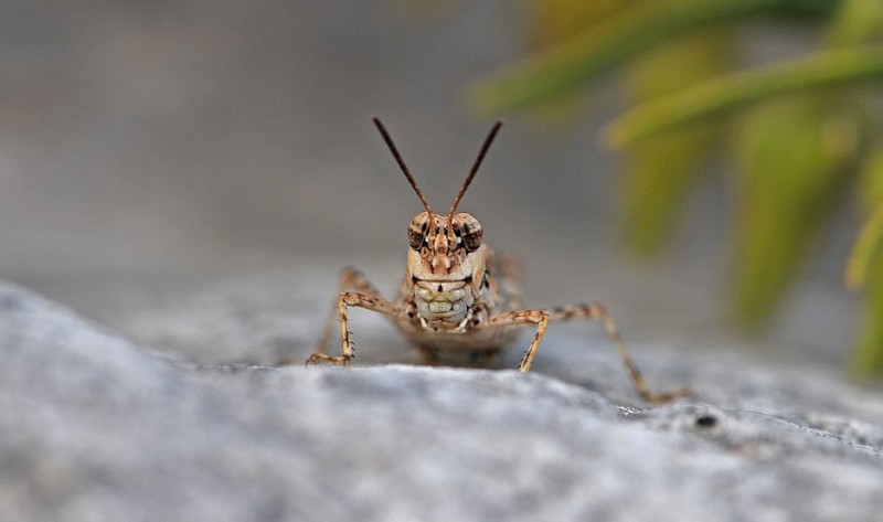 יש הרבה ארבה :)