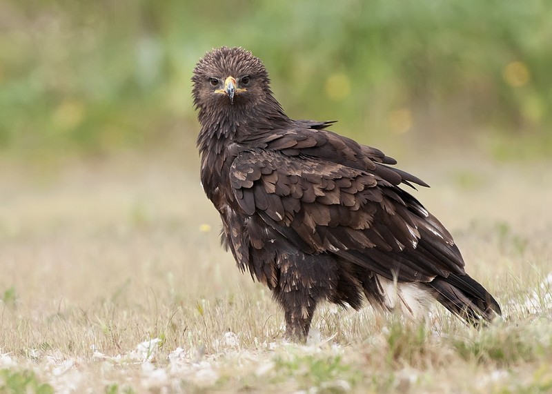 עיט צפרדעים - בוגר